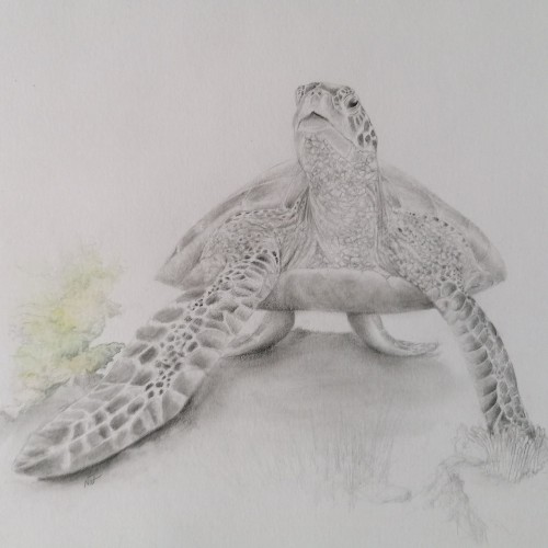 Tortue du lagon - Dessin crayon HB 24X32 