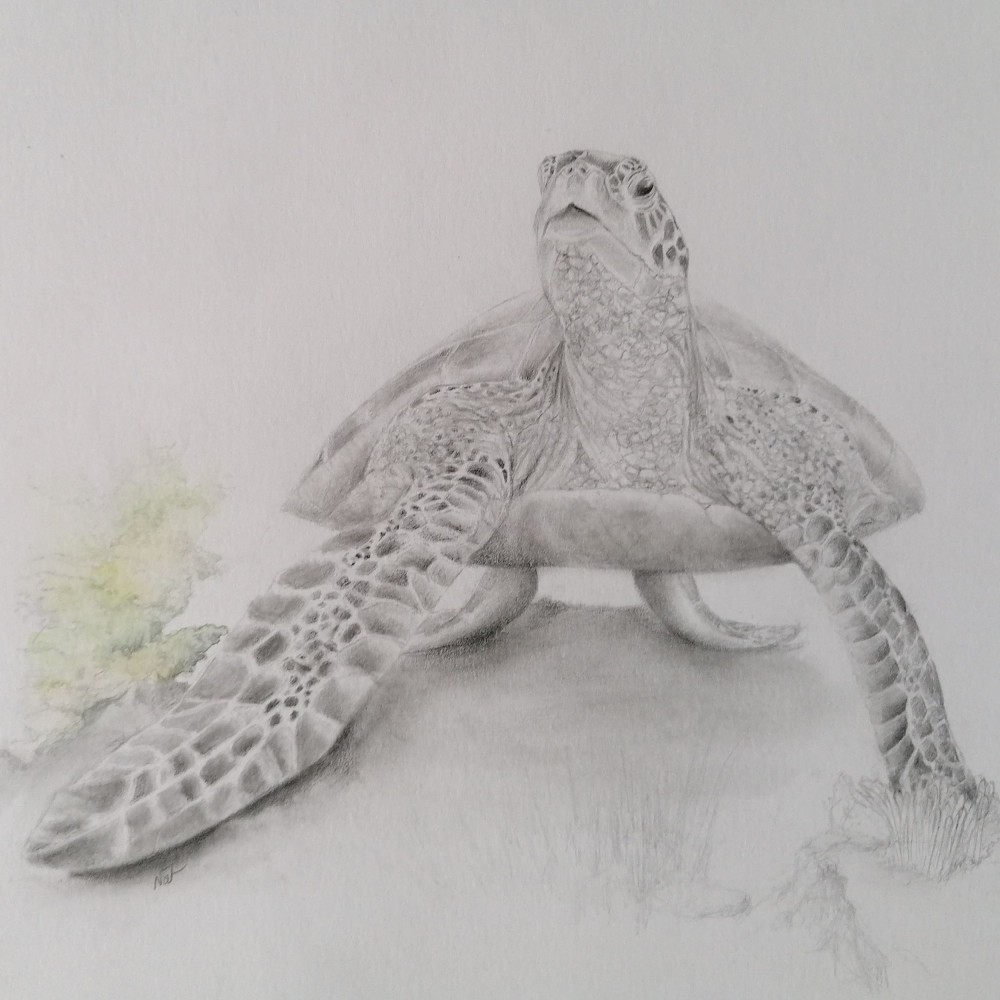 Tortue du lagon - Dessin crayon HB 24X32 