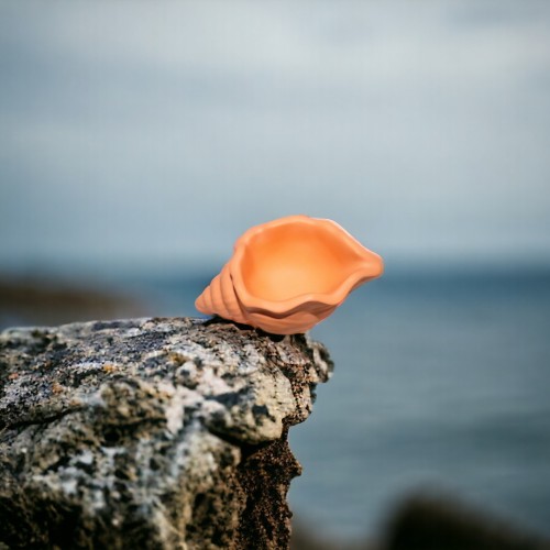 Coquillage éco-responsable